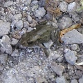 IMG_1166.JPG